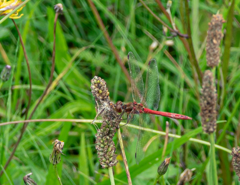 Op 28 augustus in de buurt van Stadskanaal deze libelle